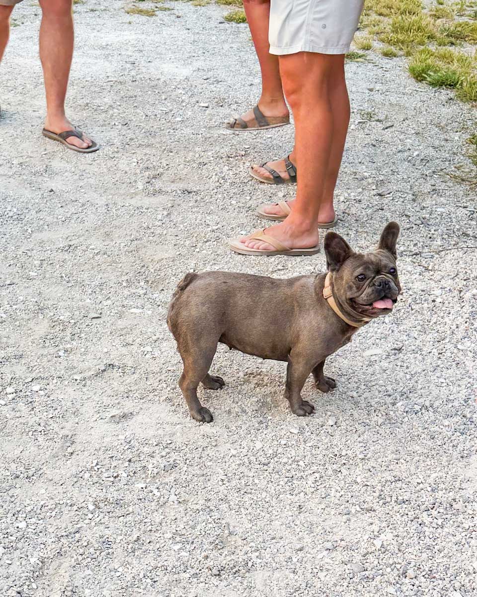 Gracie the french bulldog at a cooking class in Naxos, Greece