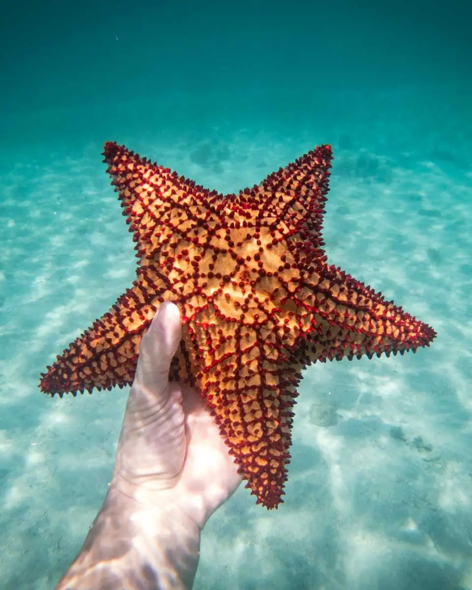 Hand of snorkeling man holding starfish in the clear blue water of Honduras