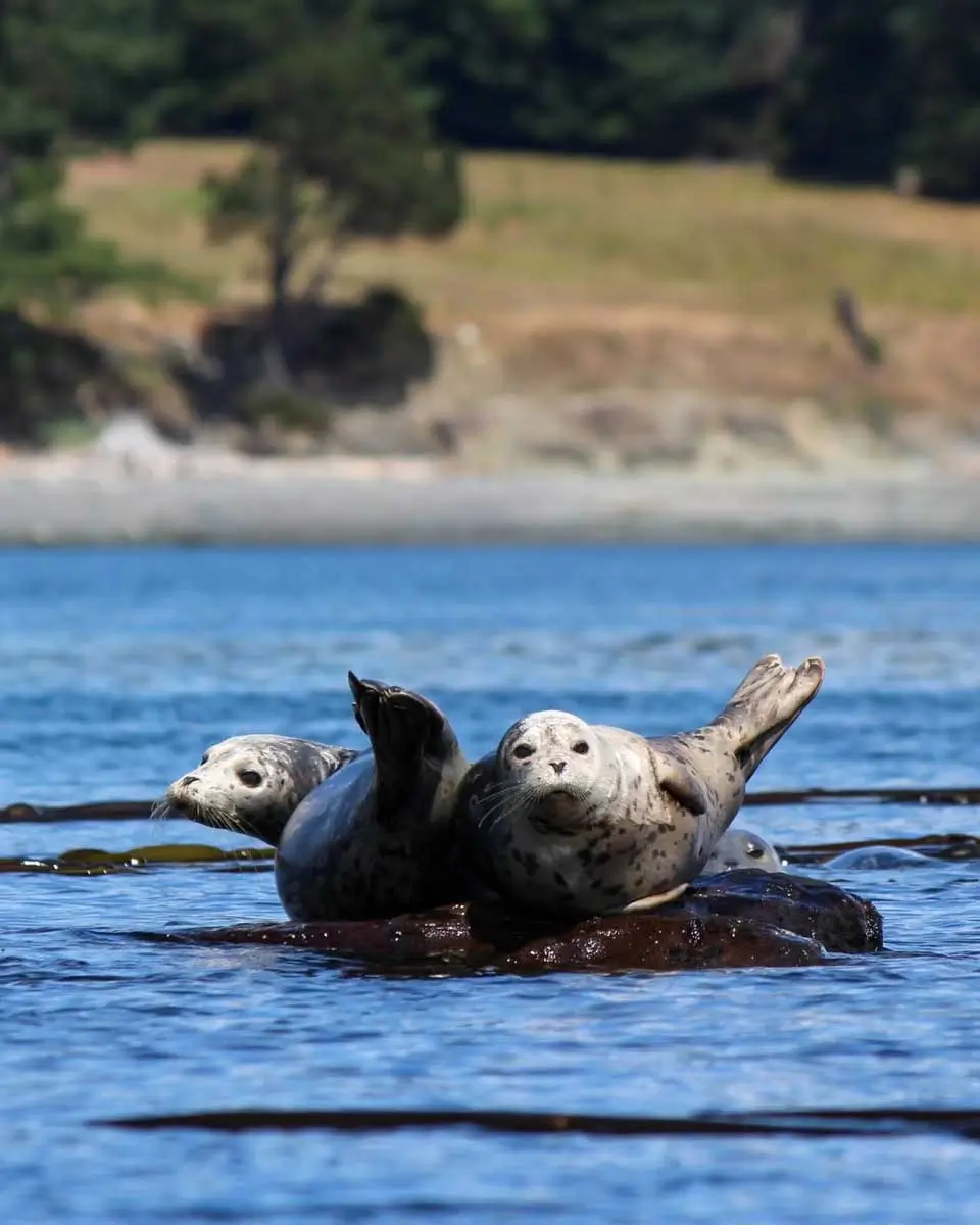 Harbor seals spotted on a kayak tour in San Juan Islands, Washington