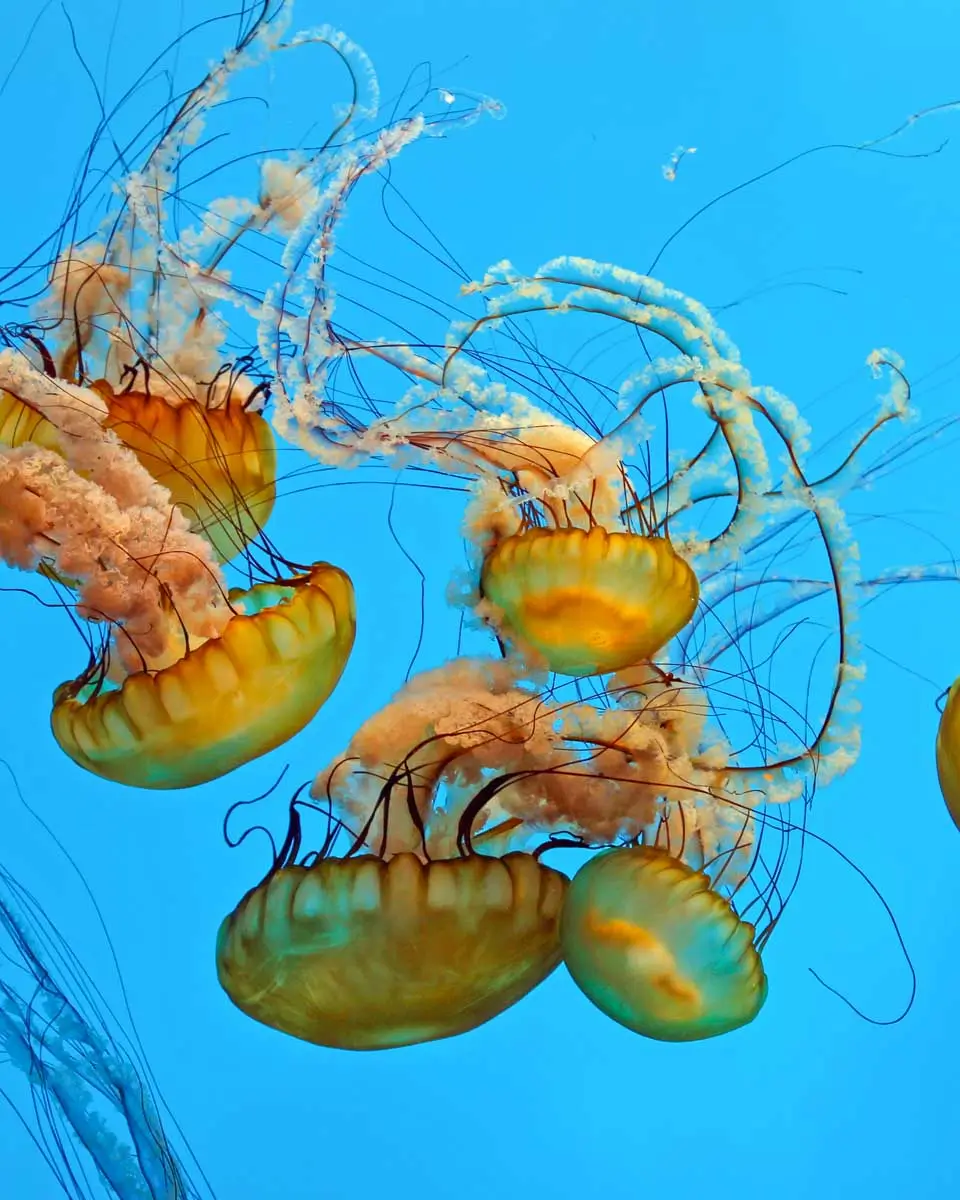 Jellyfish at the Baltimore National Aquarium, Maryland
