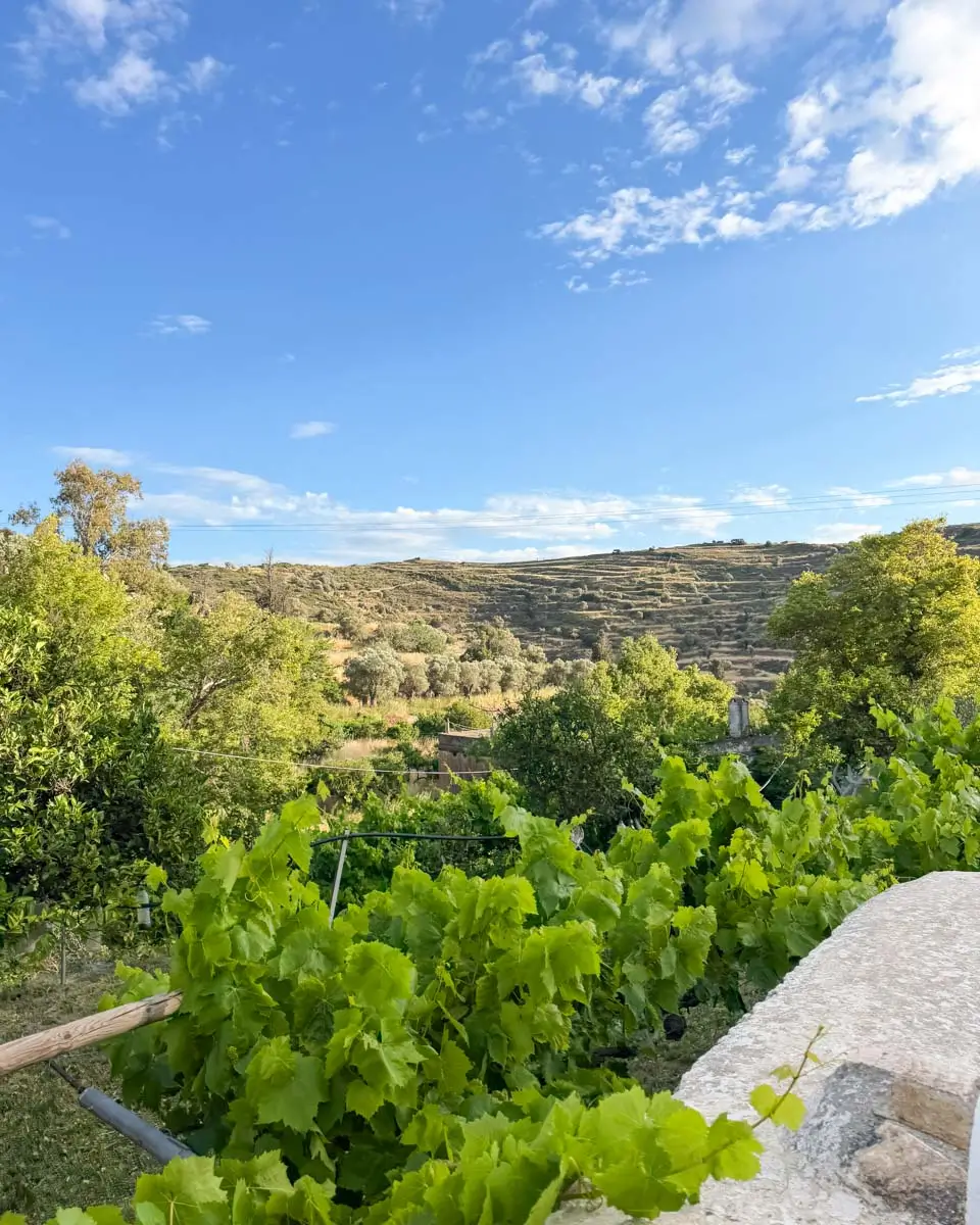 Lush vegetation on the Naxos farm during a cooking class in Naxos Greece