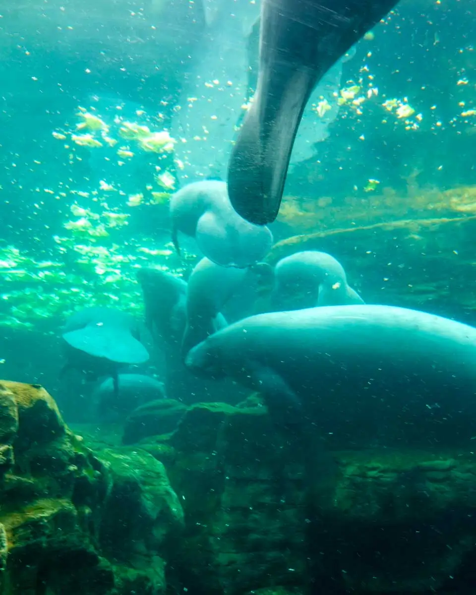 Manatee at Sea Life in Orlando, Florida 1