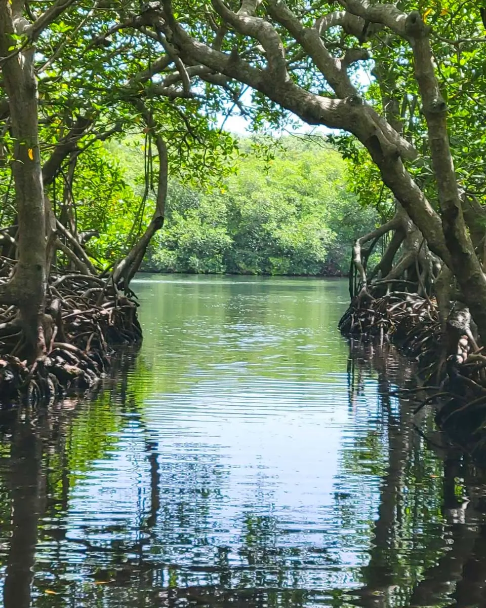 Mangrove tunnel, Honduras