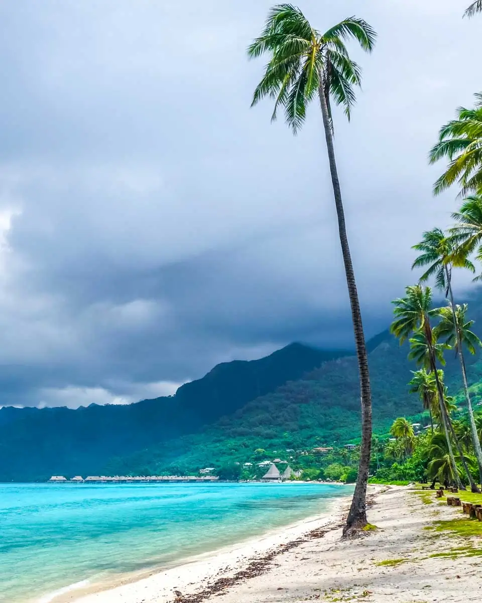 Palm trees on Temae Beach in Moorea island, Polynesia