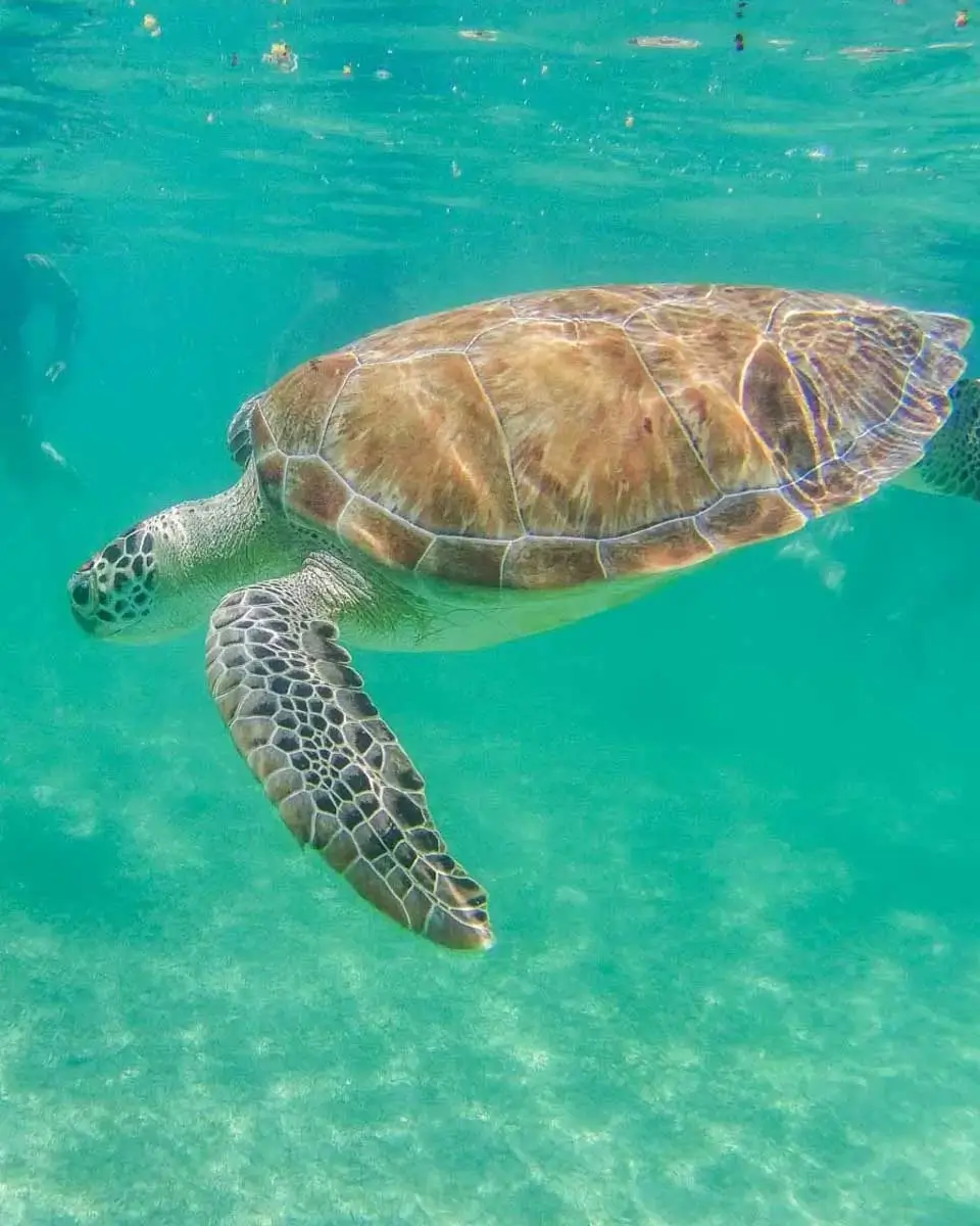 Sea turtle spotted while snorkeling in Whitsundays, Australia