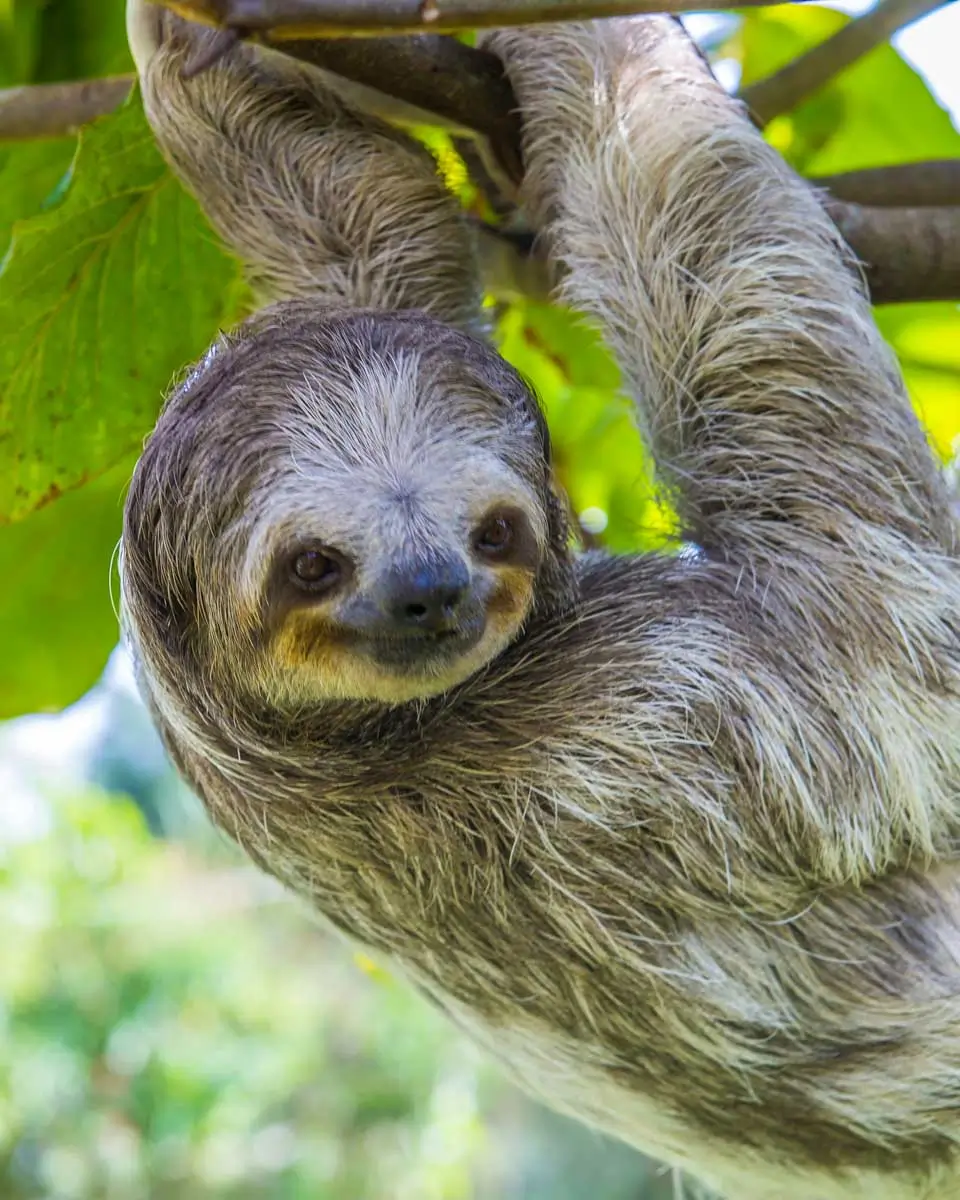 Sloth seen in Roatan, Honduras