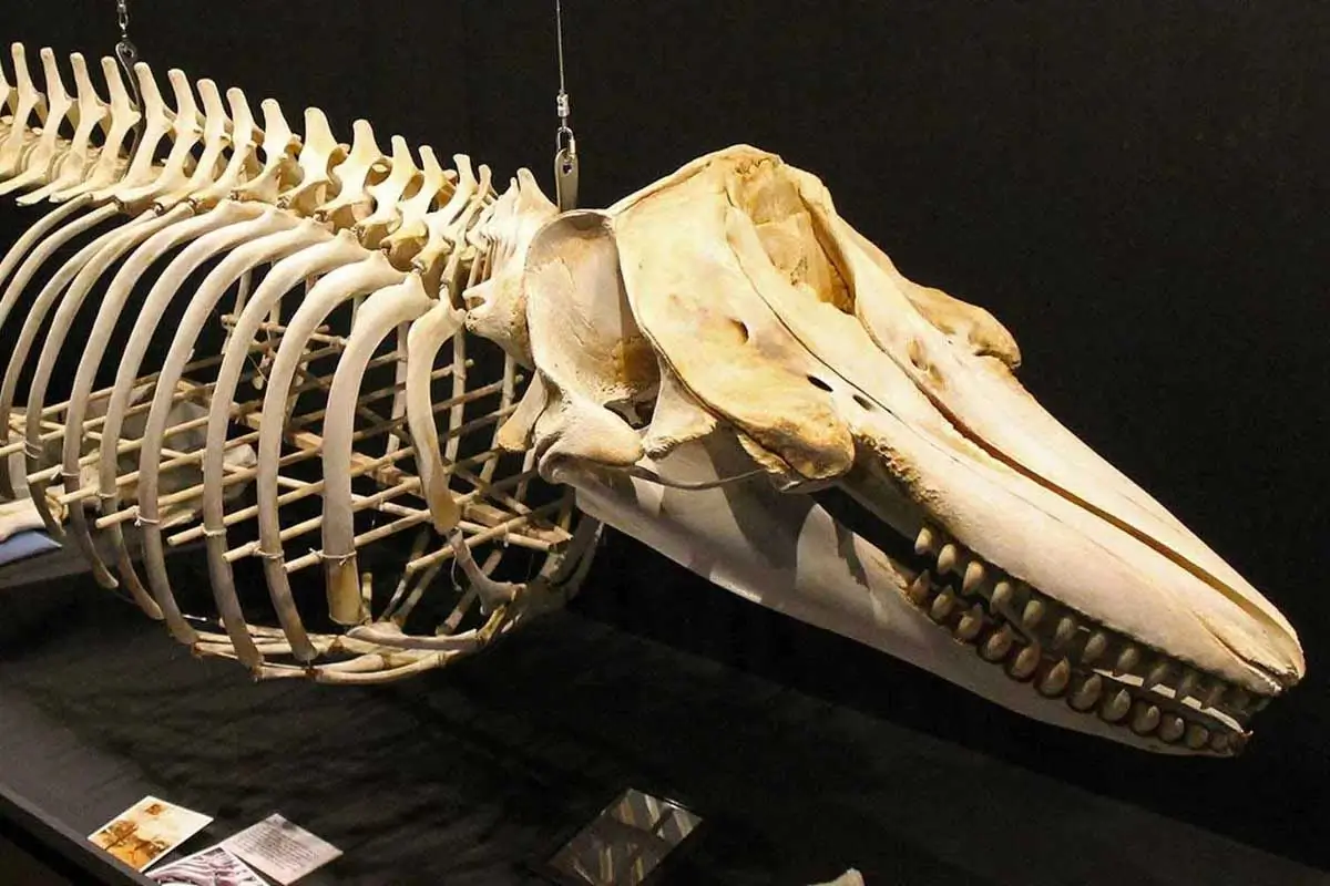 The Whale Museum in San Juan Islands, Washington