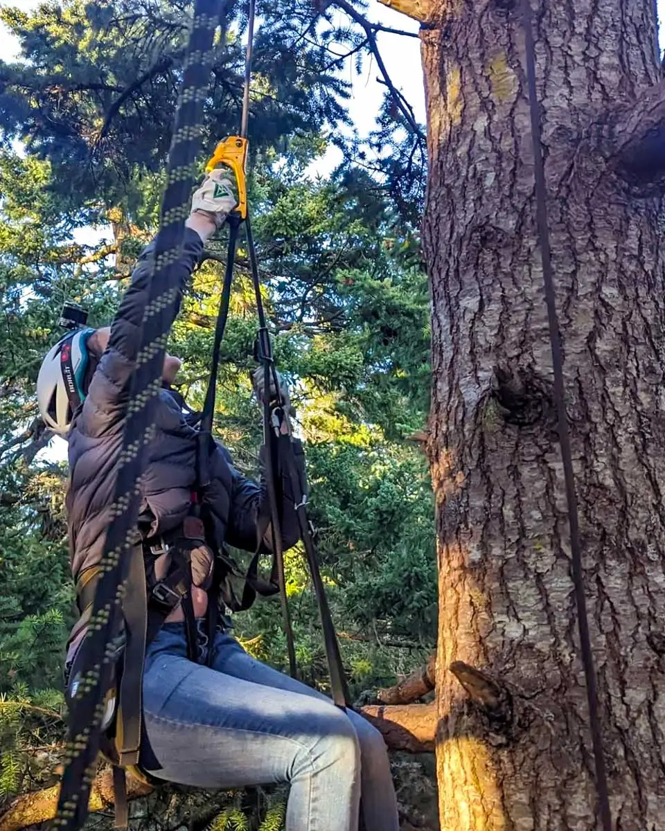 Tree climbing in San Juan Islands, Washington