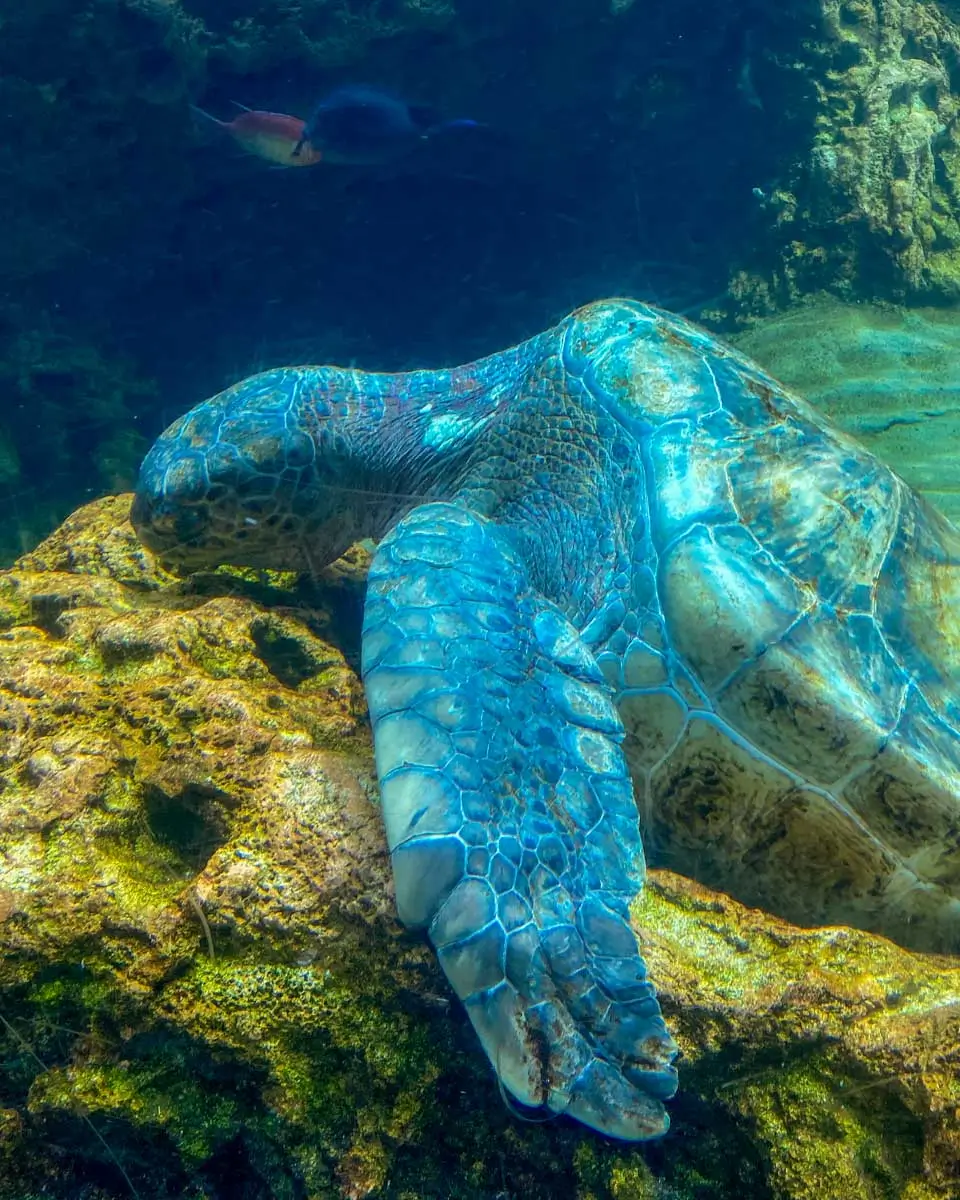 Turtle at Sea Life in Orlando, Florida
