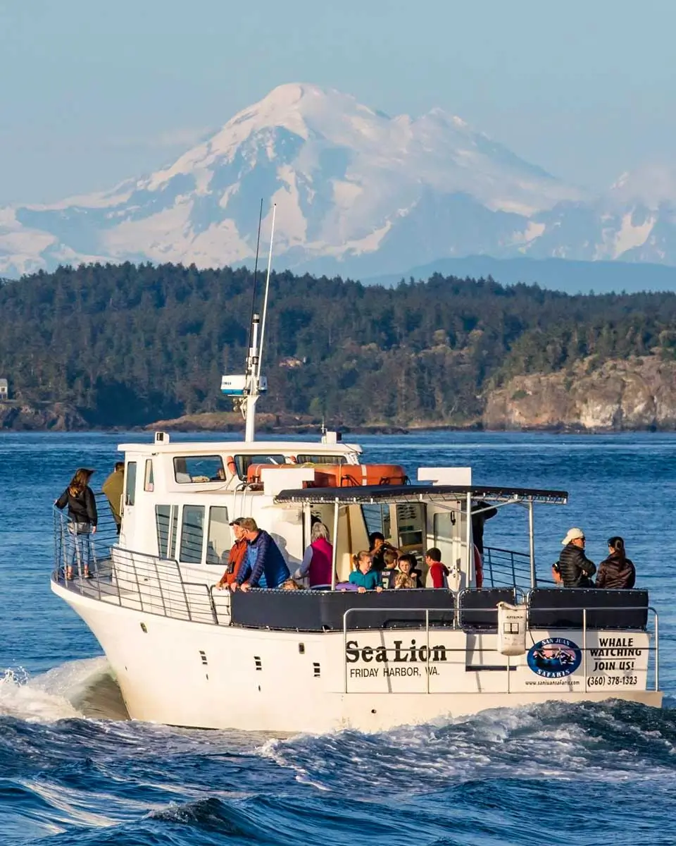 Whale watching cruise tour in San Juan Islands, Washington