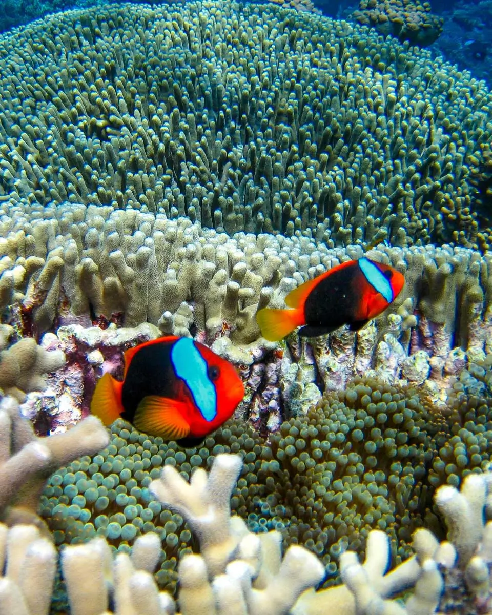 two fish spotted while snorkeling in Great Barrier Reef, Australia