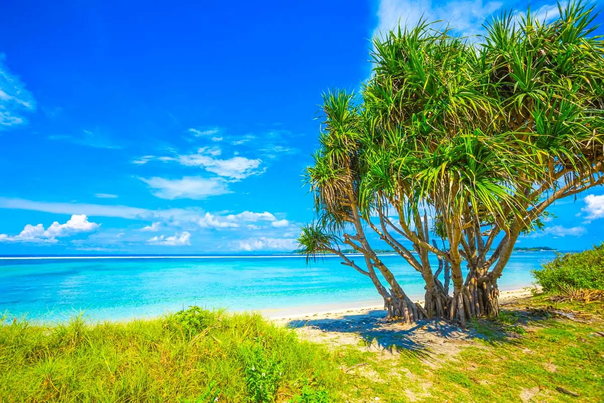 A beautiful beach and tree on Gili Islands, Indonesia