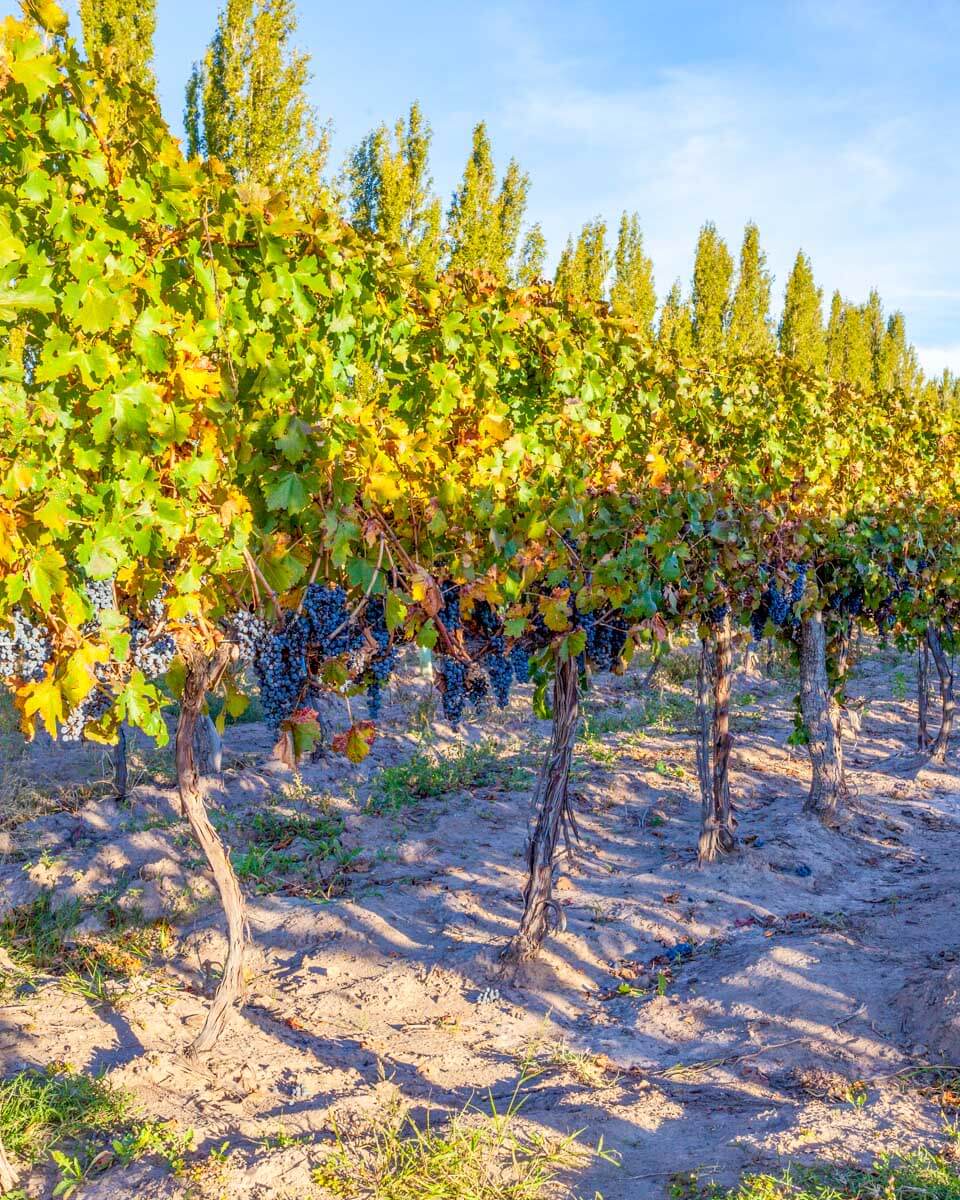 A beautiful vineyard seen near Mendoza, Argentina