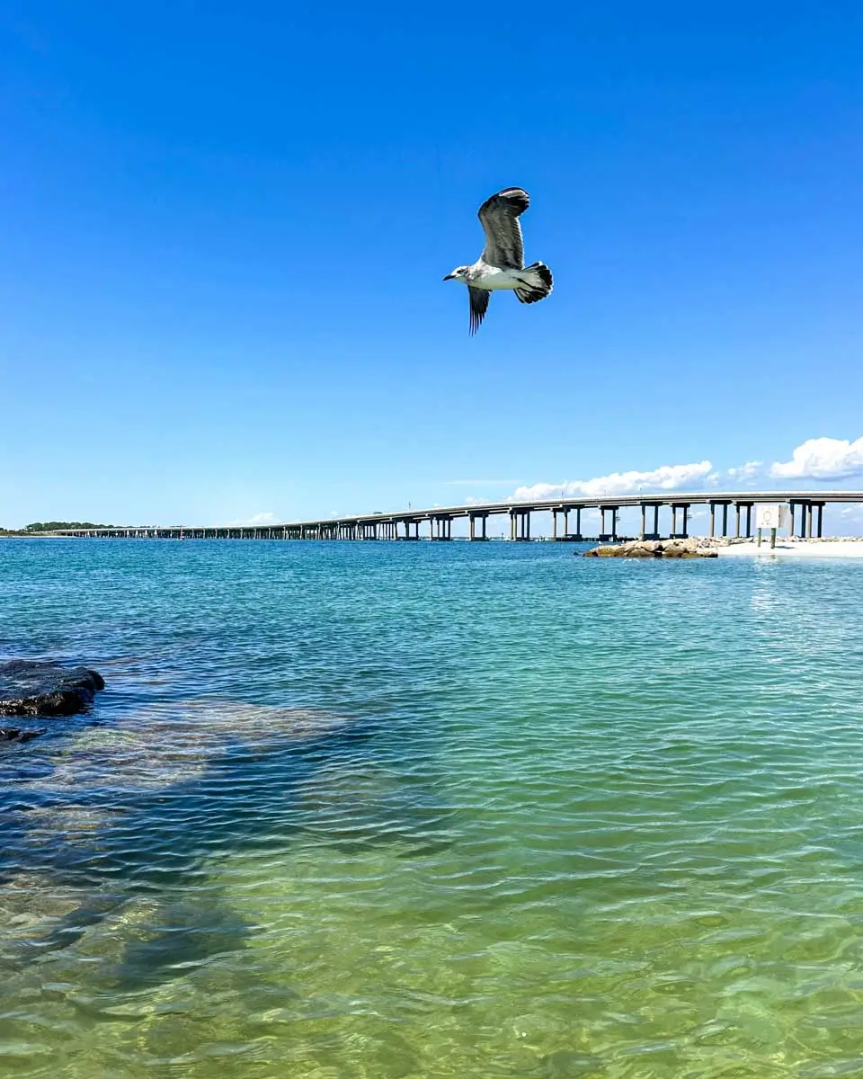 A bird flying at Norriego Point  in Destin, Florida