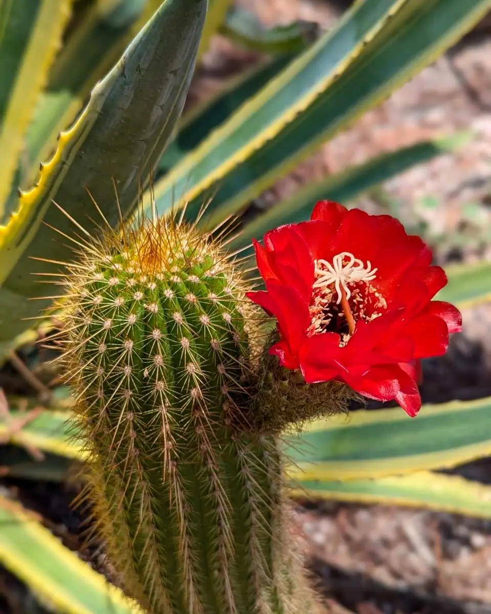 A cactus plant seen at Tucson Botanical Gardens, Arizona