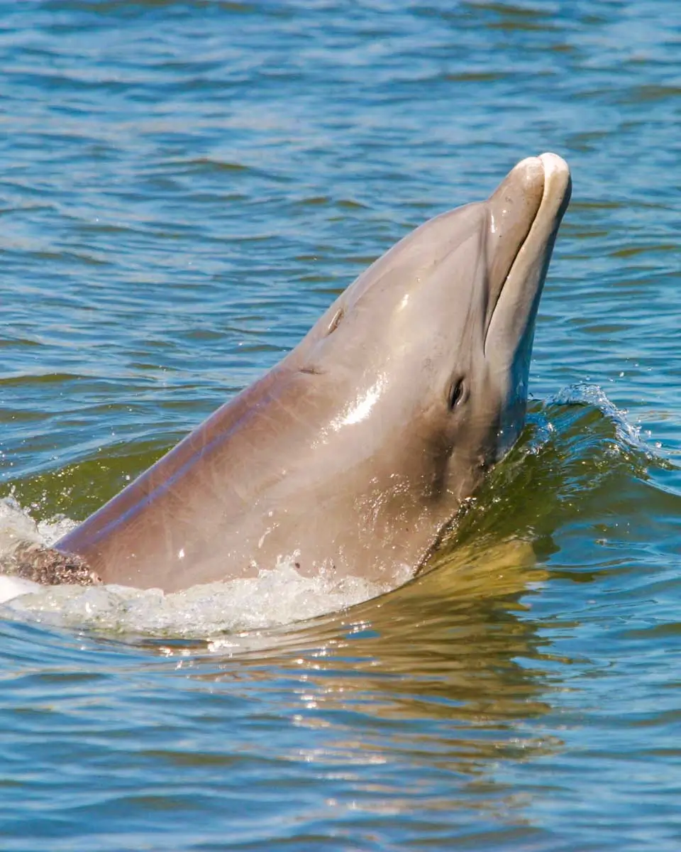A dolphin seen on a cruise tour in Pensacola, Florida