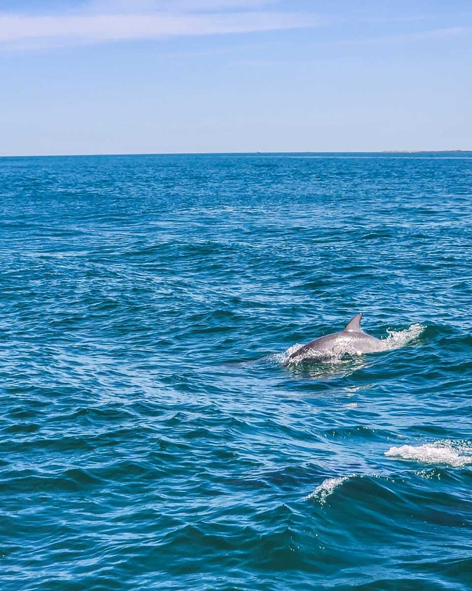 A-dolphin-seen-on-a-tour-in-Destin, Florida