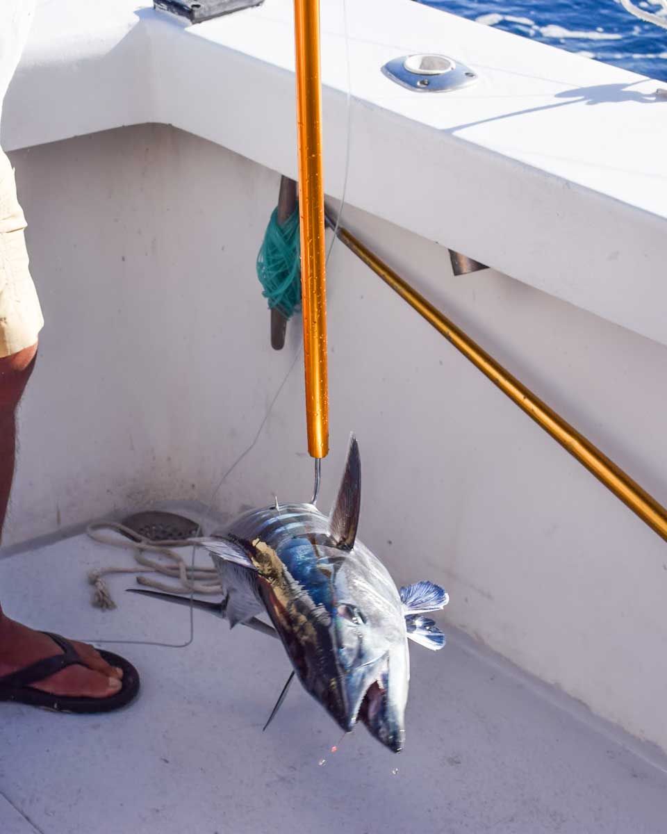 A fish caught on a tour from Fort Myers, Florida