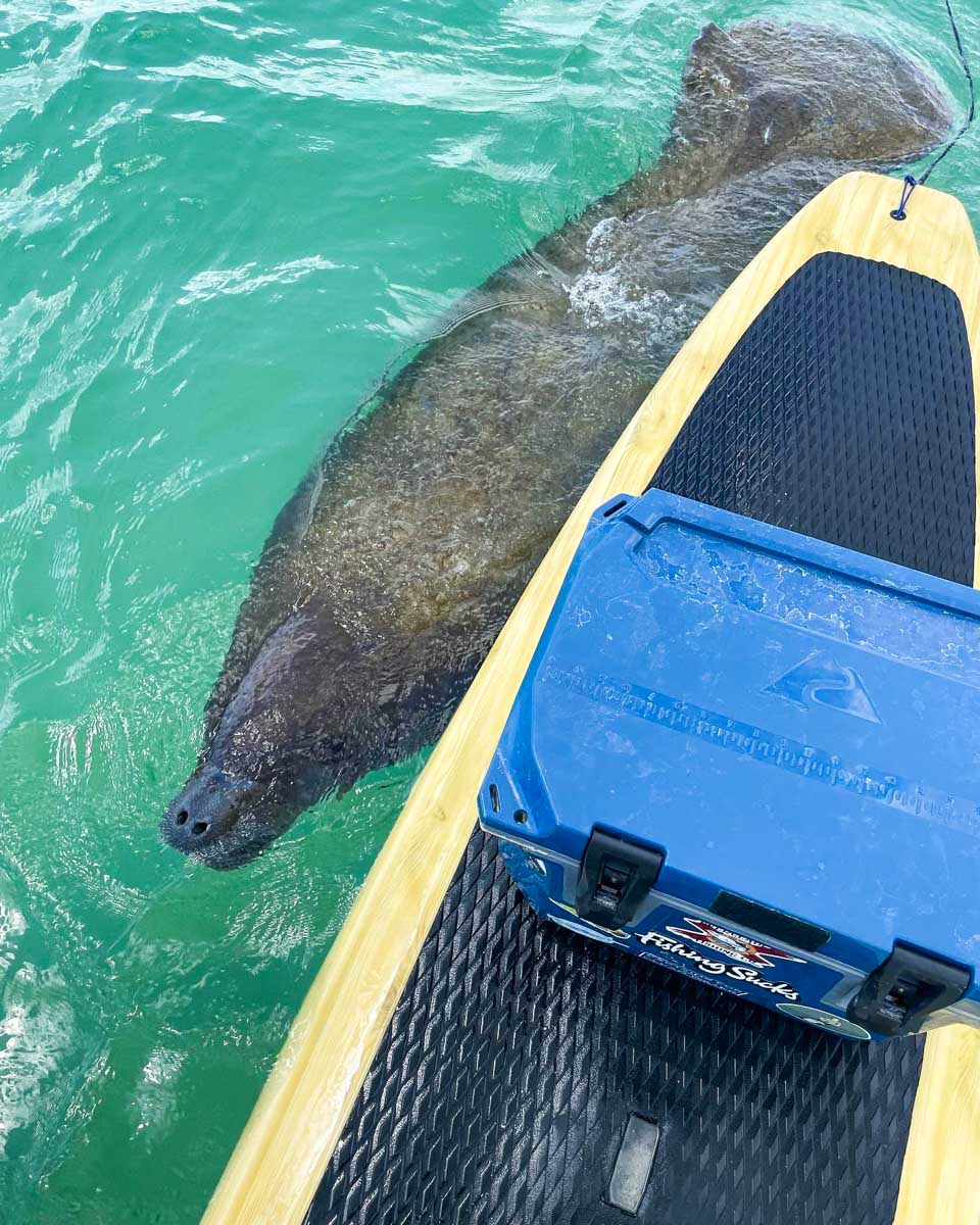 A manatee comes close to a paddleboarder in Fort Myers, Florida