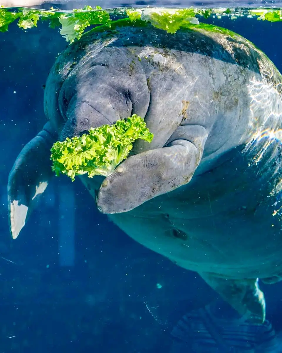A manatee seen in Mote Marine Laboratory & Aquarium, Sarasota, Florida