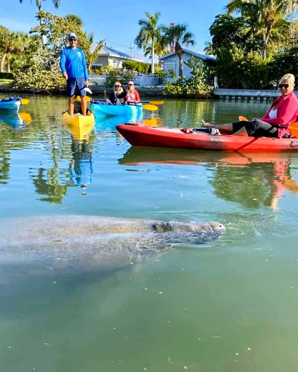 A manatee seen on a kayak tour in Sarasota, Florida
