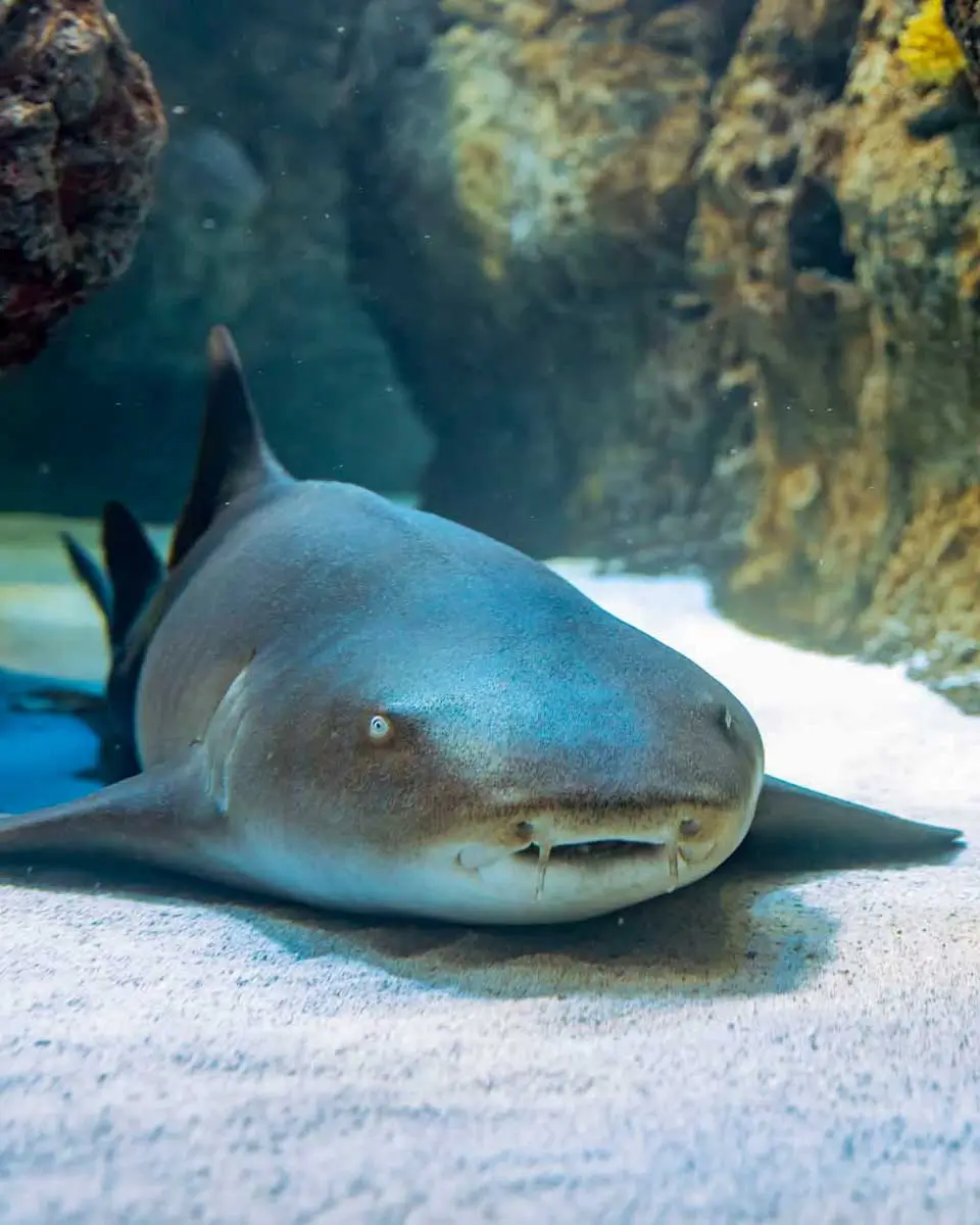 A nurse shark seen in Mote Marine Laboratory & Aquarium, Sarasota, Florida