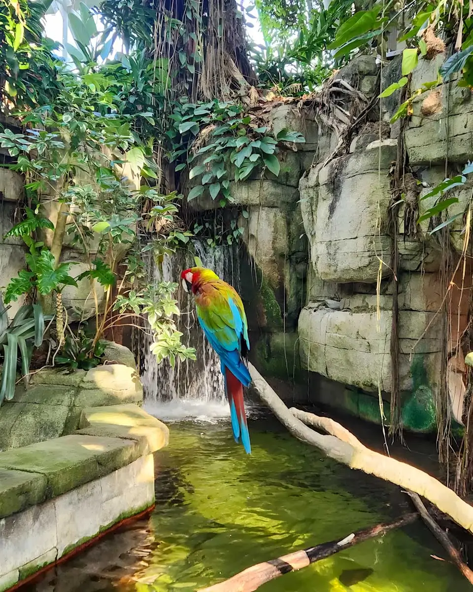 A parrot in Moody Gardens in Galveston, Texas