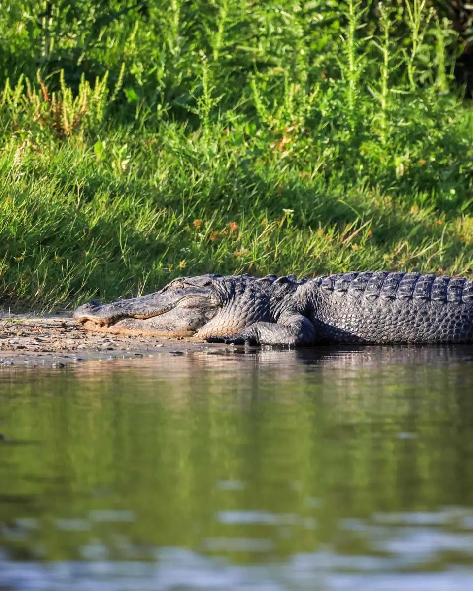 Alligator seen in Myakka River State Park Florida