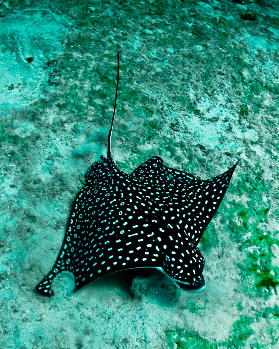 An-Eagle-Ray-seen-on-a-tour-of-Tahiti