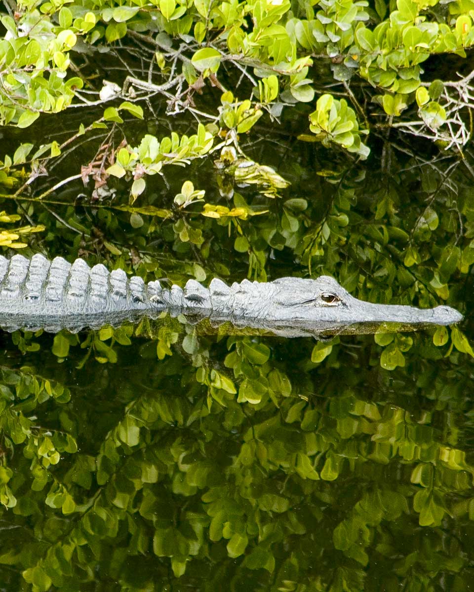 An-alligator-in-the-Everglades-National-Park-on-a-tour-from-Fort-Myers-Florida