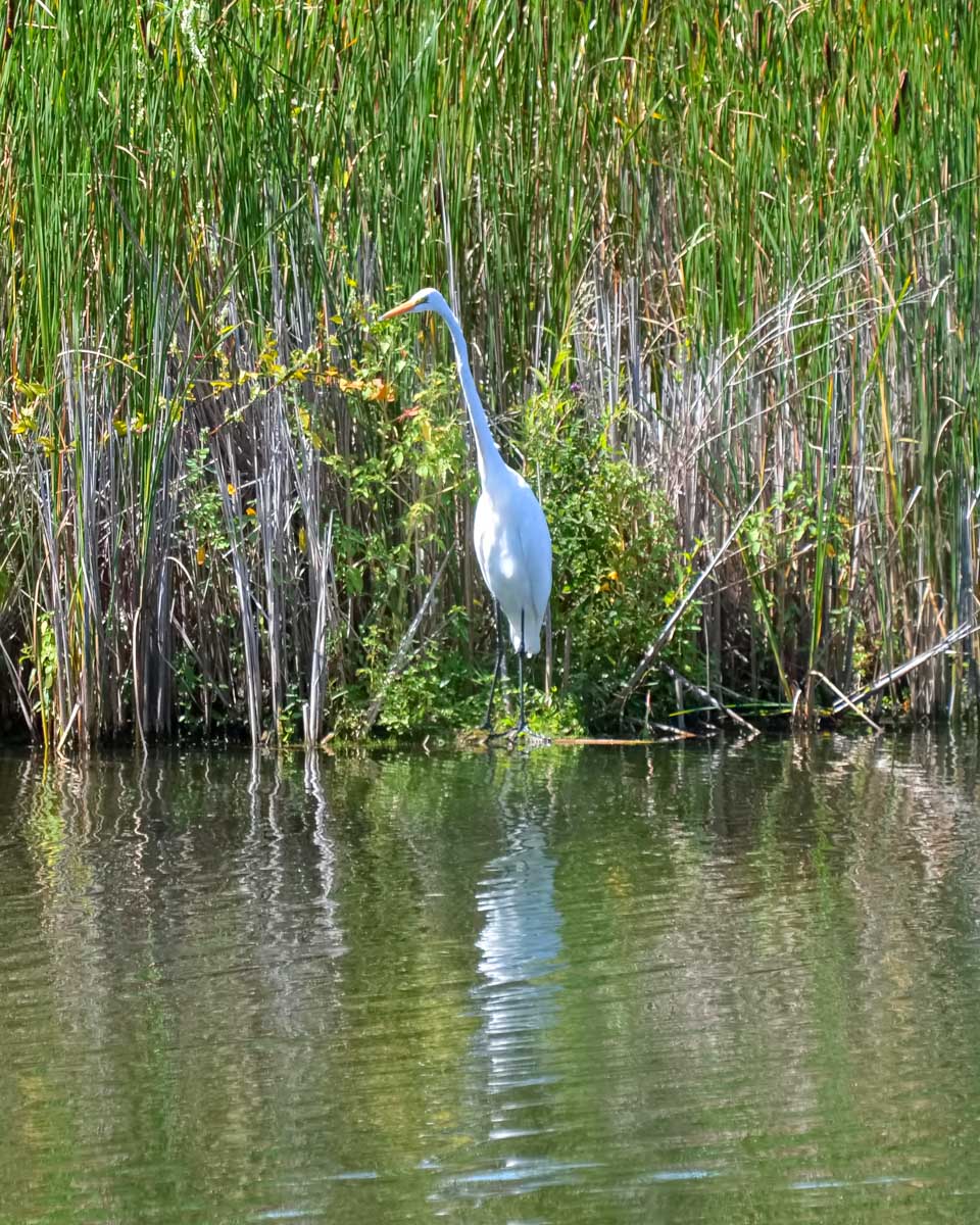 An egret bird spotted at Waccamaw River on kayaking tour in South Carolina