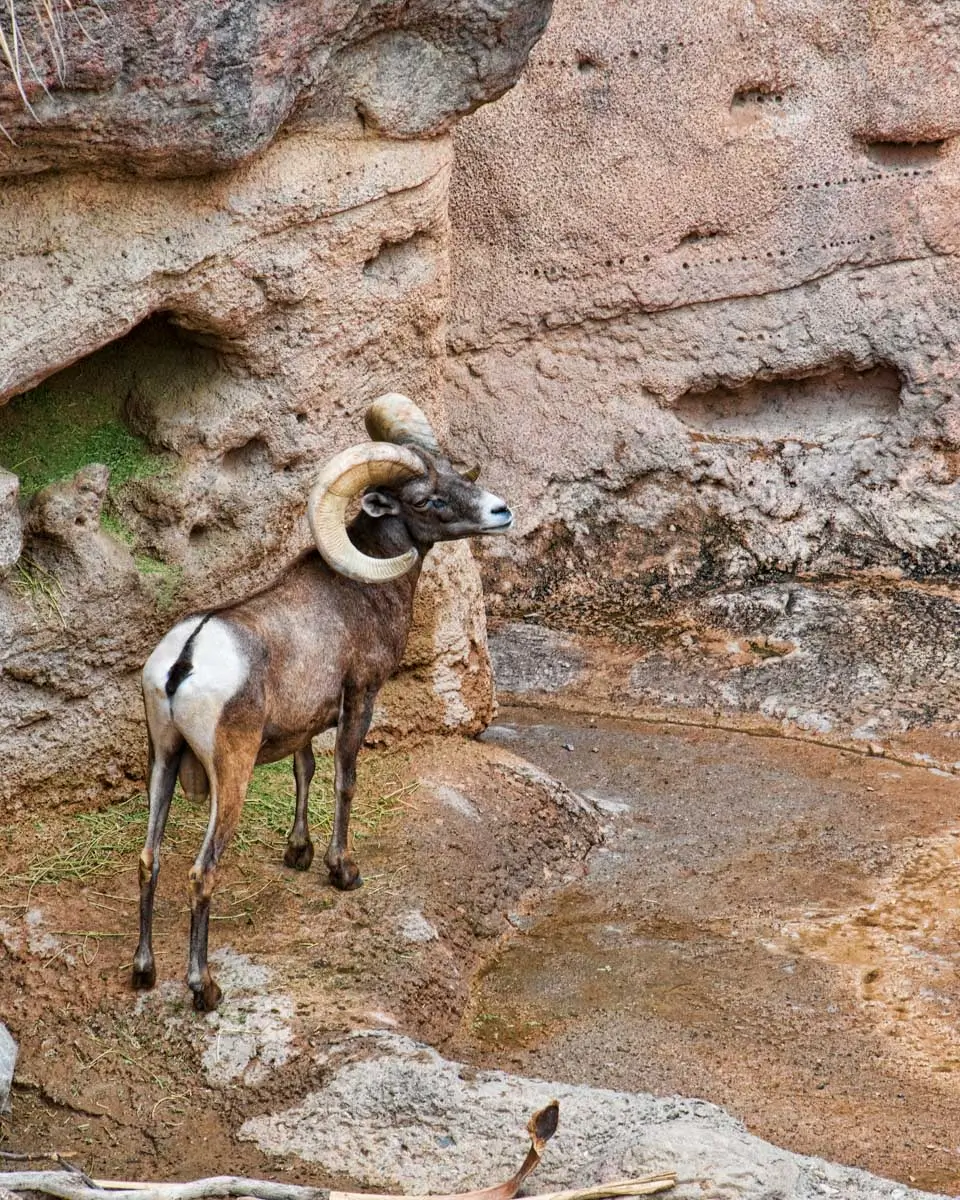 Big horned sheep seen at Sonora Desert Museum, Arizona