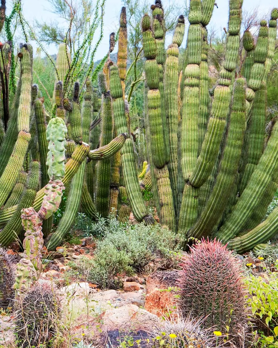 Cactus in the Arizona Sonora Desert Museum