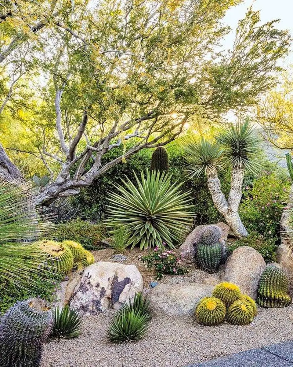 Cactus plants seen at Tucson Botanical Gardens, Arizona