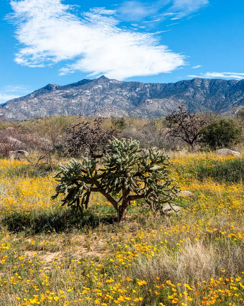 Catalina State Park, Tucson, Arizona