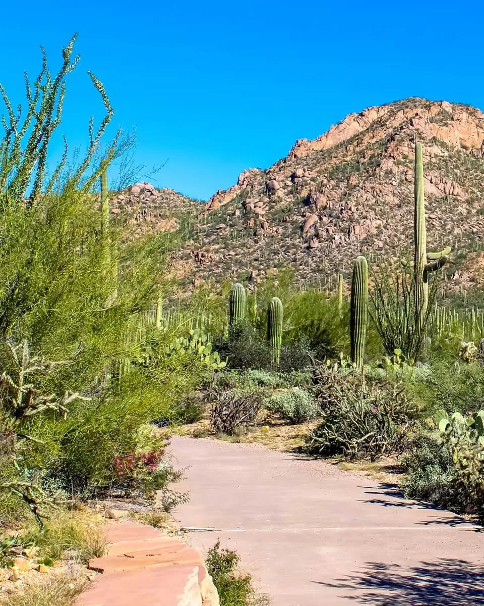 Desert Mountain and Cuctus in Saguaro National Park, Arizona