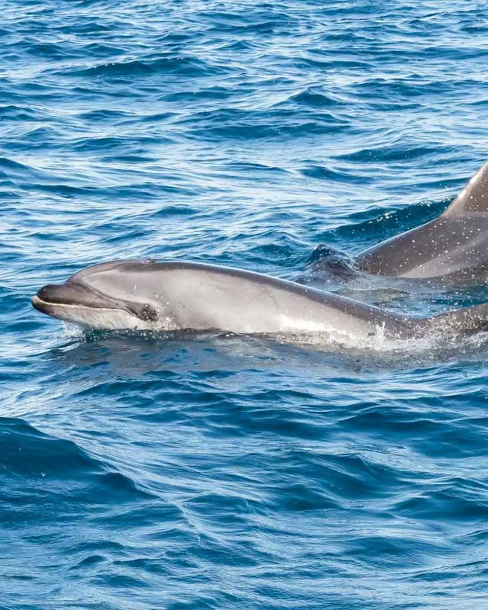 Dolphins seen on a cruise tour on Pensacola Bay, Florida