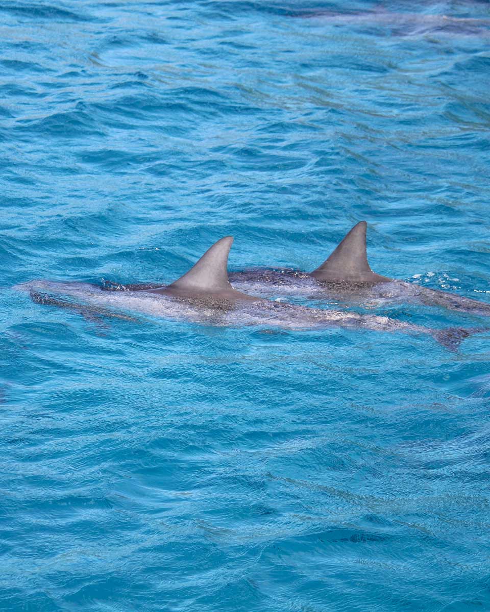 Dolphins-swimming-in-Tampa Florida 4