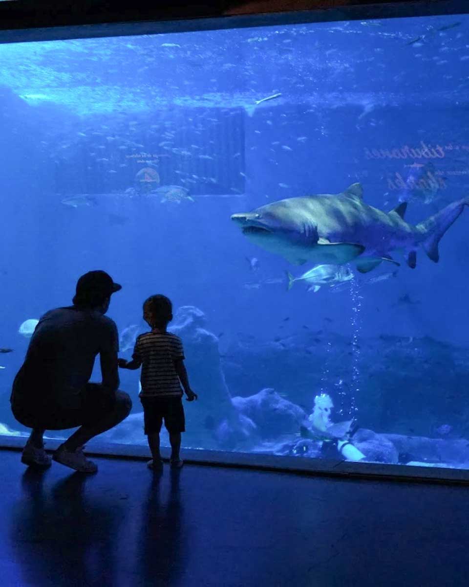 Father and son look at a shark at the Sevilla Aquarium
