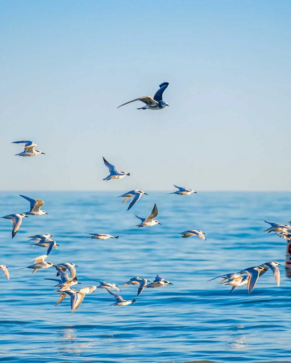 Flock of birds seen soaring high above the the sky in Anna Maria Island, Florida