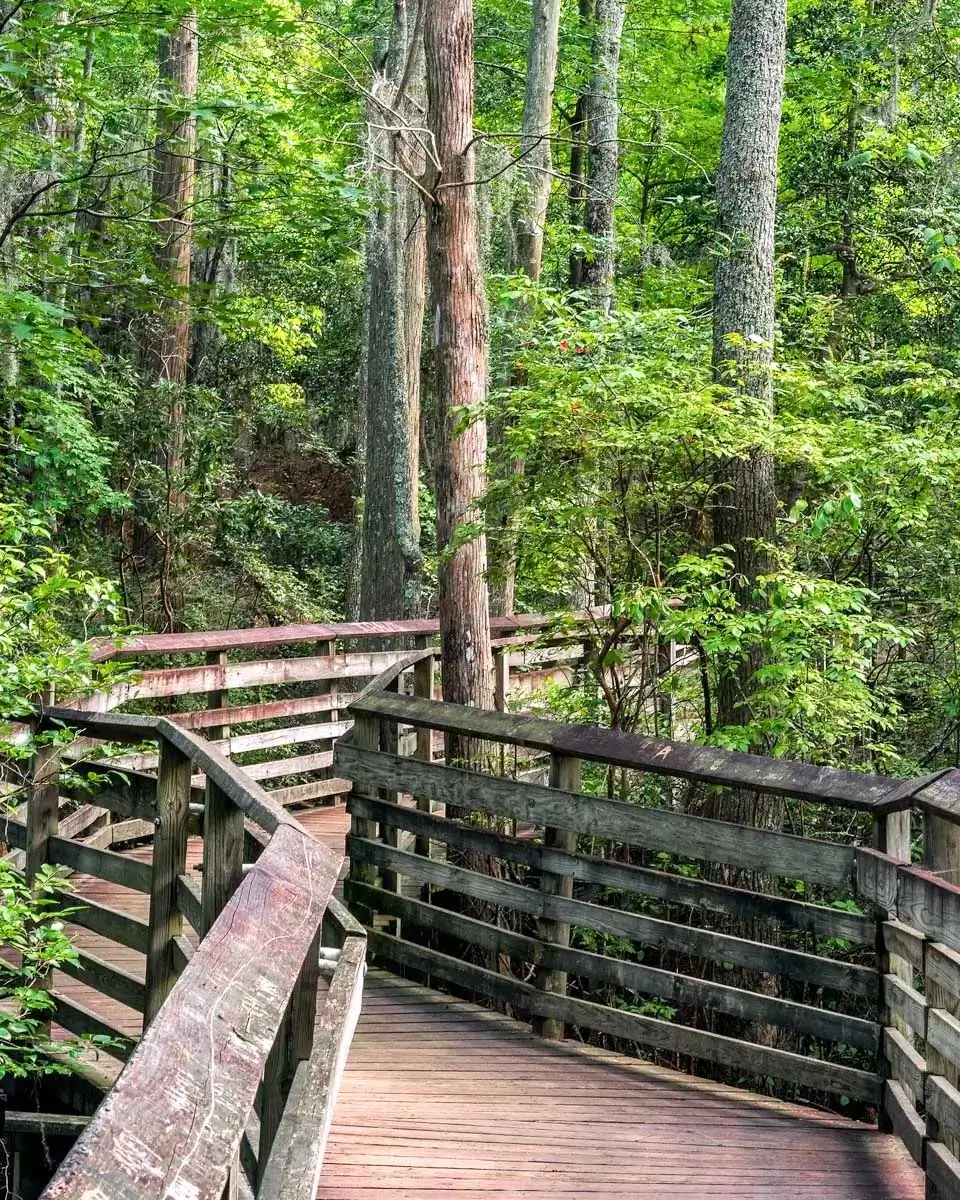 Hiking at First Landing State Park in Virginia Beach, Virginia