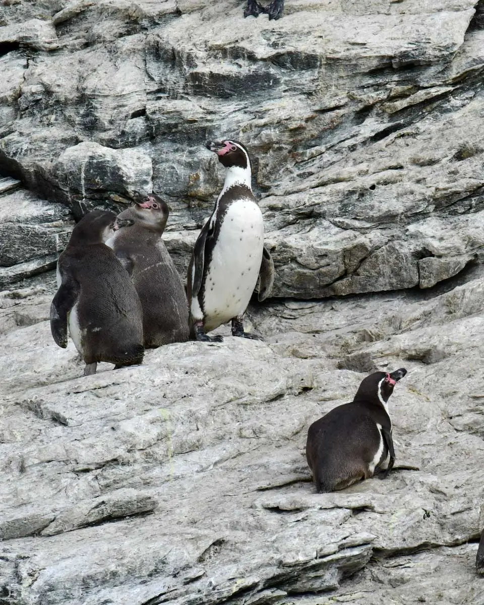 Humboldt Penguins seen near Valparaiso, Chile