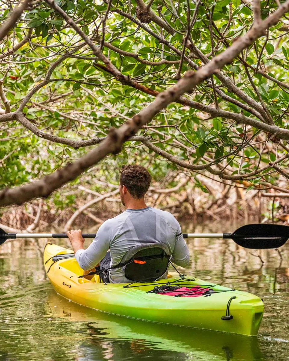 Kayaking in mangrove tunnels of Sarasota, Florida
