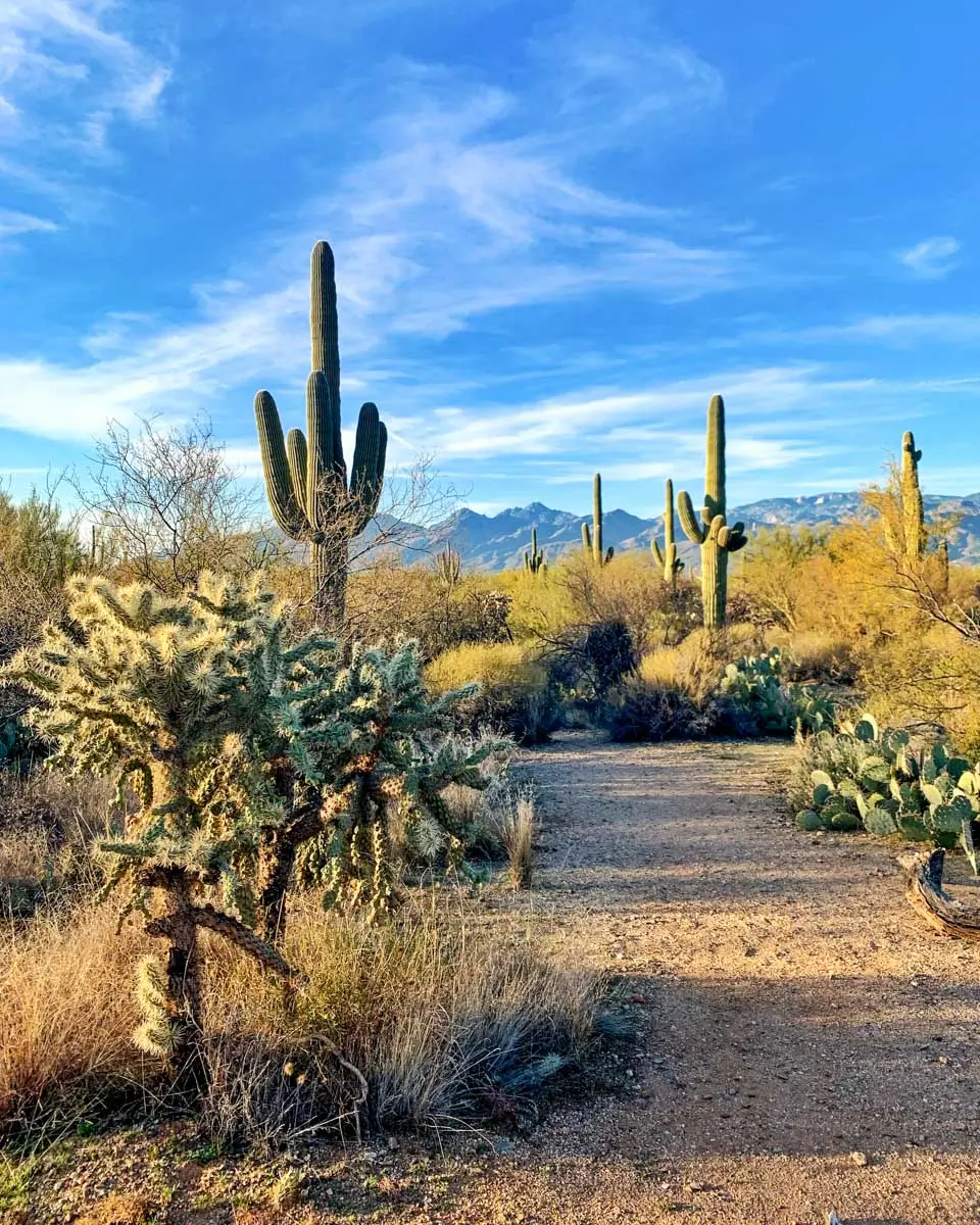 Landscape view with a big cactus in Saguaro national park in Arizona, USA