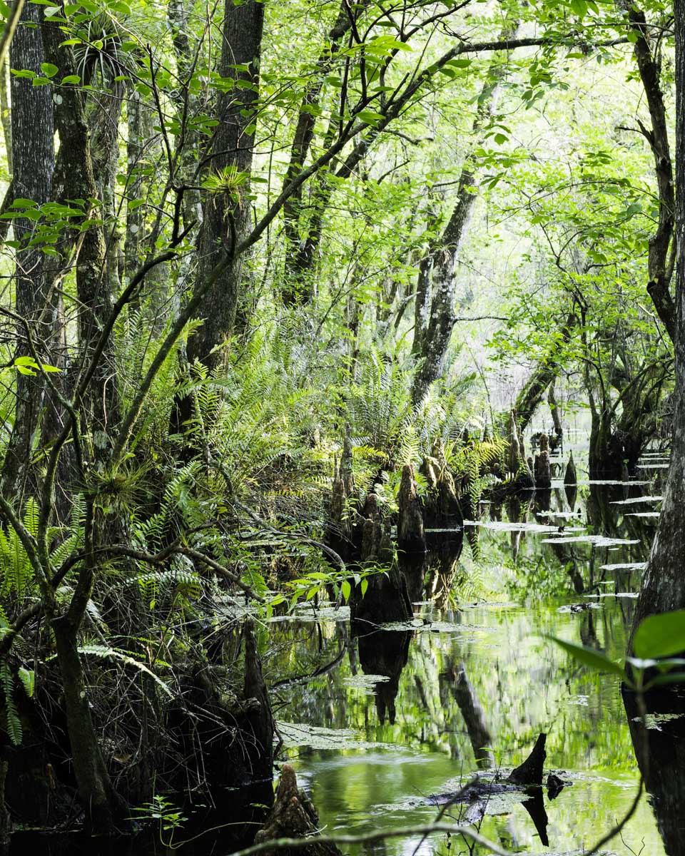 Many Cypress Tree Stumps seen at Six Mile Cypress Slough Preserve in Fort Myers, Florida