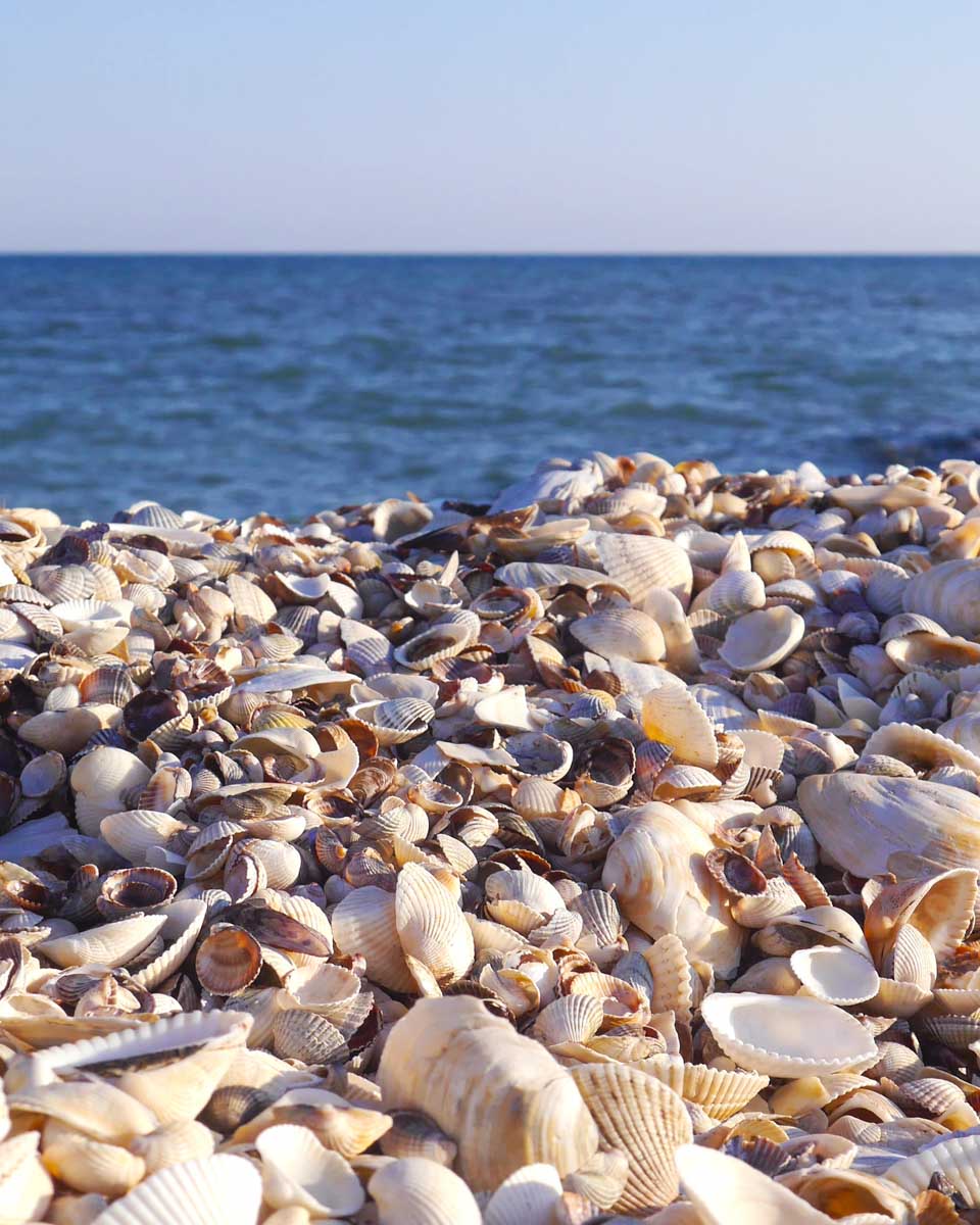 Many shells on a beach seen on a tour from Fort Myers, Florida