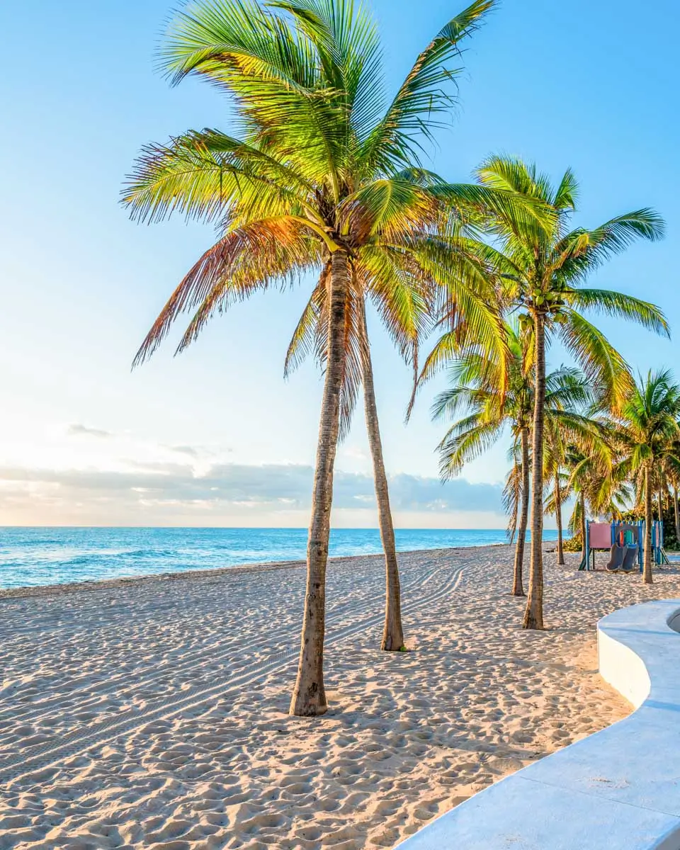 Palm Trees on Fort Lauderdale Beach, Florida at sunset