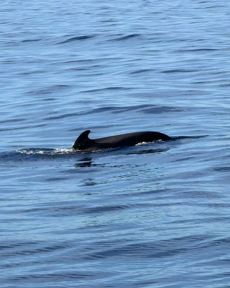 Pilot whale spotted on a cruise tour in Madeira, Portugal