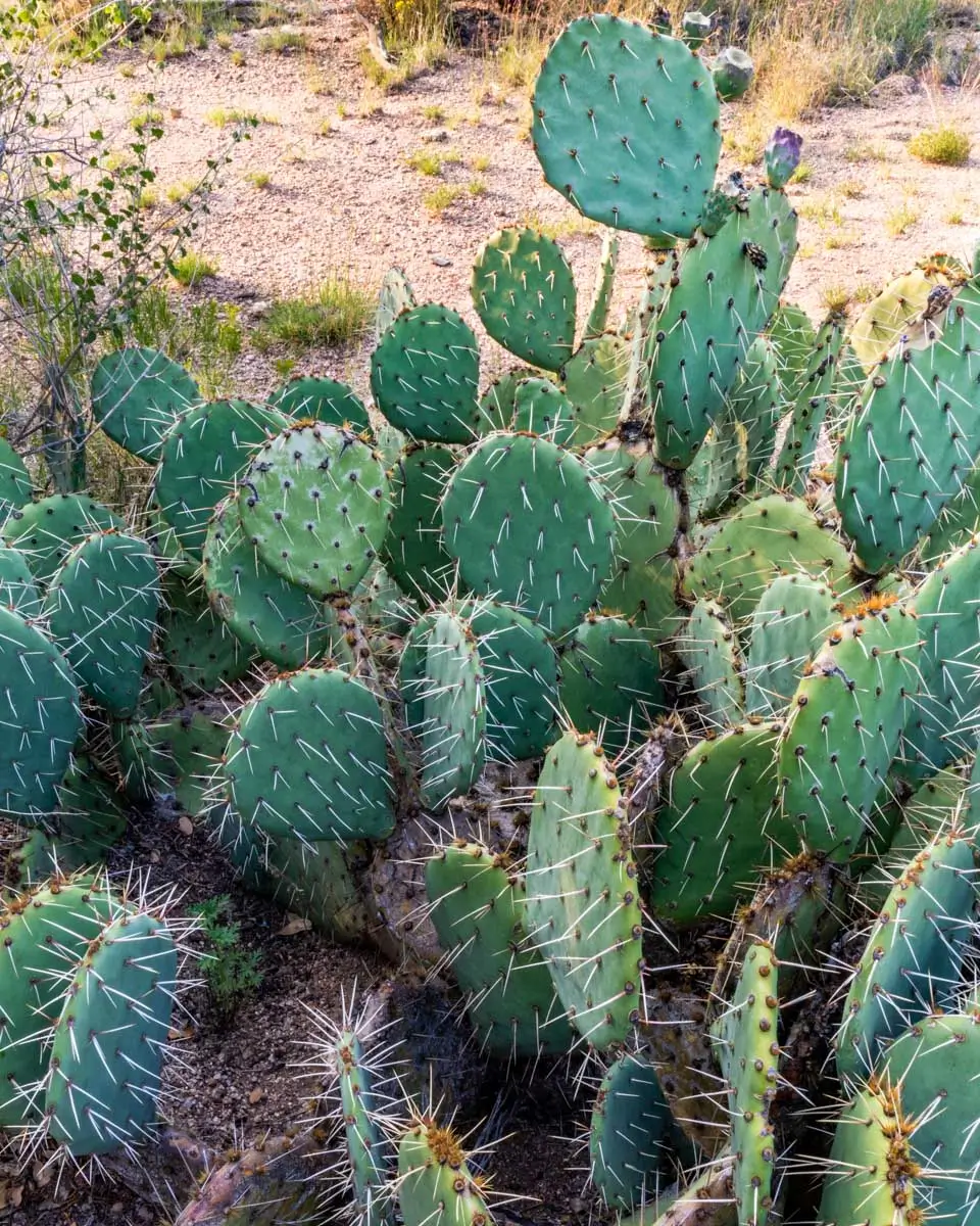 Prickly Pear Cacti in the foothills of the Sandia Mountains, Albuquerque, New Mexico