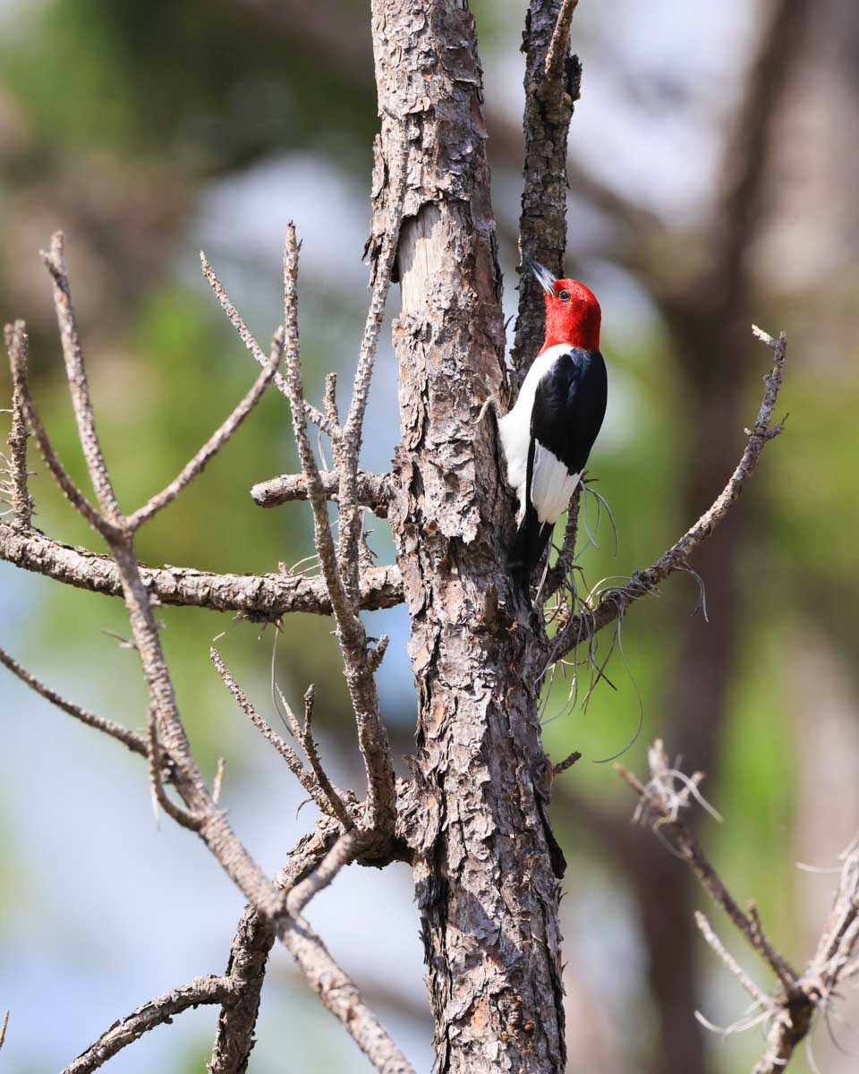 Red-headed woodpecker seen at the Six Mile Cypress Slough Preserve in Fort Myers Florida